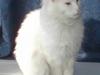 Maine Coon Maintown Buffalo Bill [ Himmelkat]