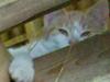 Huskat Garfield >> MIN BRORS <<