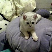 British Shorthair Skrumle