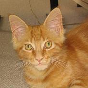 Maine Coon Woodie