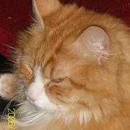 Maine Coon Lucas