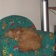 Maine Coon Lucas