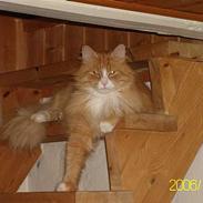 Maine Coon Lucas