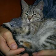 Blanding af racer juliane & grisling