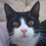 Huskat Mandaly