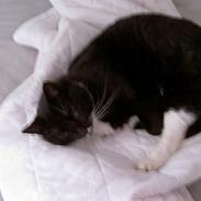 Blanding af racer Oliver