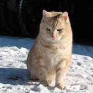 Blanding af racer Viktor