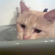 Blanding af racer Viktor