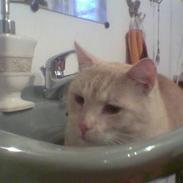 Blanding af racer Viktor