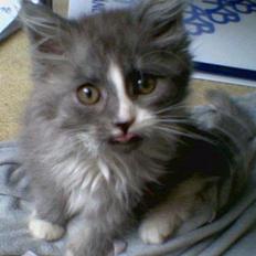 Maine Coon Queen Lazy