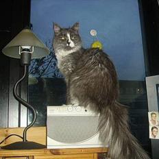 Maine Coon Queen Lazy