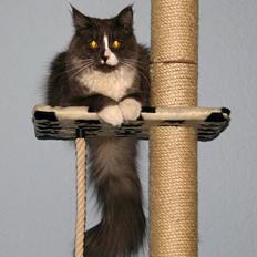 Maine Coon Queen Lazy