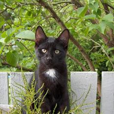 Huskat Kronborgs Little Cowboy