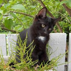 Huskat Kronborgs Little Cowboy