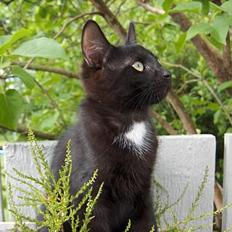 Huskat Kronborgs Little Cowboy