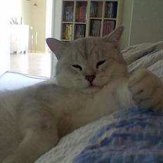 British Shorthair Skrumle