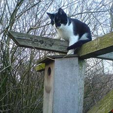 Blanding af racer Mis (død)