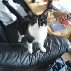 Blanding af racer Mis (død)