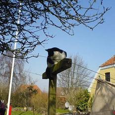 Blanding af racer Mis (død)