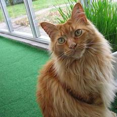 Maine Coon Woodie
