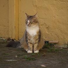 Norsk Skovkat Silke (Dansbjergs Delilah