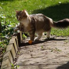 Norsk Skovkat Silke (Dansbjergs Delilah