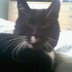 Blanding af racer død