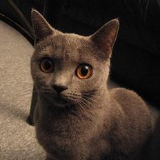 British Shorthair Røskva