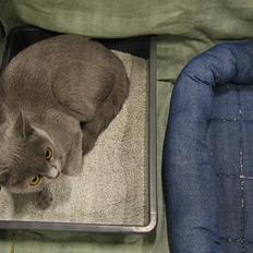 British Shorthair Røskva