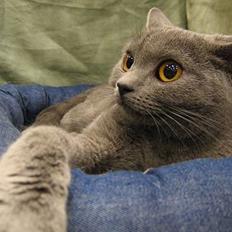 British Shorthair Røskva