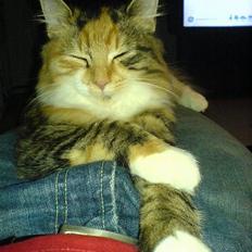 Blanding af racer sofie 