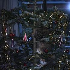 Blanding af racer sofie 