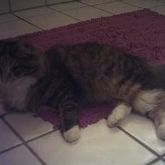 Blanding af racer sofie 