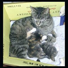 Huskat Opal  *16-04*