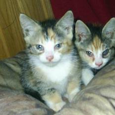 Huskat Opal  *16-04*