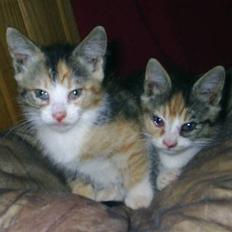 Huskat Opal  *16-04*