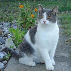 Blanding af racer Lillemis (Jegskalboher)