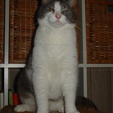 Blanding af racer Lillemis (Jegskalboher)