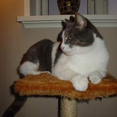 Blanding af racer Lillemis (Jegskalboher)