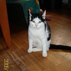 Huskat Molly **Død 29 maj 2006**