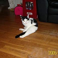 Huskat Molly **Død 29 maj 2006**