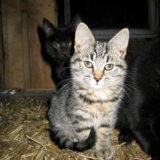 Blanding af racer Smutter