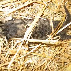 Blanding af racer Smutter