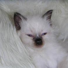 Hellig Birma Mr. Egyptian King Emil