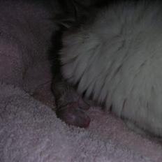 Hellig Birma Mr. Egyptian King Emil