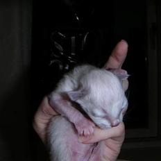 Hellig Birma Mr. Egyptian King Emil