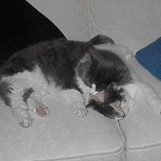 Huskat Buller - forsvundet :'(