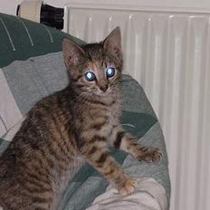 Huskat Trille  *R.I.P*