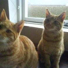 Huskat Koko og Nico*Død* 