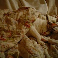 Blanding af racer Mitte